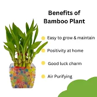 Phulwa combo set of 2 plant rubber plant and Lucky bamboo | NASA Approved Plant | Air-Purified Plants| Green Gift| Best Plant for Office Desk| Home Decor-thumb3