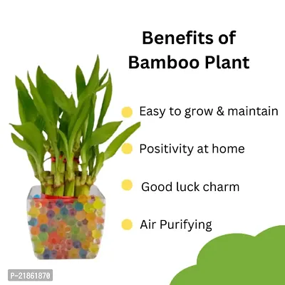 Phulwa combo set of 2 plant rubber plant and Lucky bamboo | NASA Approved Plant | Air-Purified Plants| Green Gift| Best Plant for Office Desk| Home Decor-thumb4