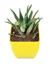 Phulwa 3 Layer Haworthia Attenuata Zebra  Hoya Heart Plant in  Pot| Easy Care Indoor | Home  Office Deacute;cor | Plant for Gifting | Pack of 2-thumb3