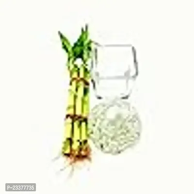 combo Of 2 Plants | Two layer Lucky Bamboo Plant with Lucky Bamboo 6 Stalk Arrangement Plant-thumb3