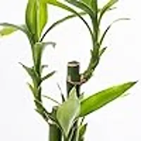 combo Of 2 Plants | Two layer Lucky Bamboo Plant with Lucky Bamboo 6 Stalk Arrangement Plant-thumb3