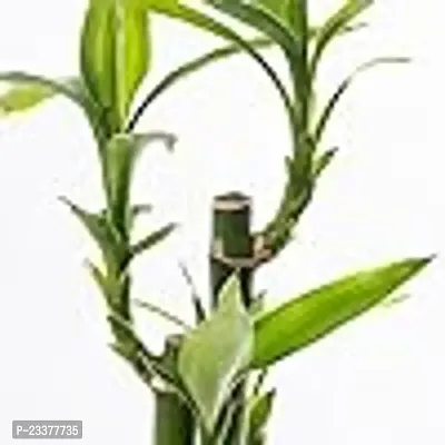 combo Of 2 Plants | Two layer Lucky Bamboo Plant with Lucky Bamboo 6 Stalk Arrangement Plant-thumb4