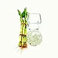combo Of 2 Plants | Lucky Bamboo 6 Stalk Arrangement Plant with Syngonium plant-thumb3