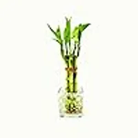 combo Of 2 Plants | Lucky Bamboo 6 Stalk Arrangement Plant with Syngonium plant-thumb4