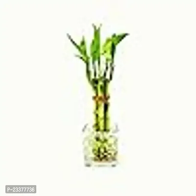 combo Of 2 Plants | Lucky Bamboo 6 Stalk Arrangement Plant with Syngonium plant-thumb5