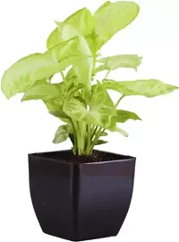 Phulwa Combo set of 2 Plant Rubber Plant and  Syngonium Golden Plant  with Yellow and Black Pot-Best Indoor Plant-Air-purified Plant NASA Approved - Best Gift for Good Health-thumb4