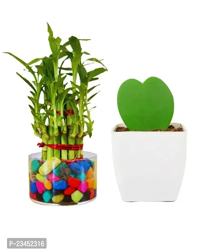 Phulwa 3 Layer Lucky Bamboo Plant in  Glass Vase With Multicolor Stones  Hoya Heart Plant in  Pot| Easy Care Indoor | Home  Office Deacute;cor | Plant for Gifting | Pack of 2