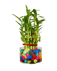 Phulwa 3 Layer Lucky Bamboo Plant in  Glass Vase With Multicolor Stones  Hoya Heart Plant in  Pot| Easy Care Indoor | Home  Office Deacute;cor | Plant for Gifting | Pack of 2-thumb2