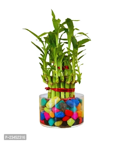 Phulwa 3 Layer Lucky Bamboo Plant in  Glass Vase With Multicolor Stones  Hoya Heart Plant in  Pot| Easy Care Indoor | Home  Office Deacute;cor | Plant for Gifting | Pack of 2-thumb3