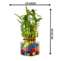 Phulwa 3 Layer Lucky Bamboo Plant in  Glass Vase With Multicolor Stones  Hoya Heart Plant in  Pot| Easy Care Indoor | Home  Office Deacute;cor | Plant for Gifting | Pack of 2-thumb4