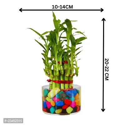 Phulwa 3 Layer Lucky Bamboo Plant in  Glass Vase With Multicolor Stones  Hoya Heart Plant in  Pot| Easy Care Indoor | Home  Office Deacute;cor | Plant for Gifting | Pack of 2-thumb4