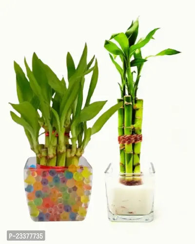 combo Of 2 Plants | Two layer Lucky Bamboo Plant with Lucky Bamboo 6 Stalk Arrangement Plant