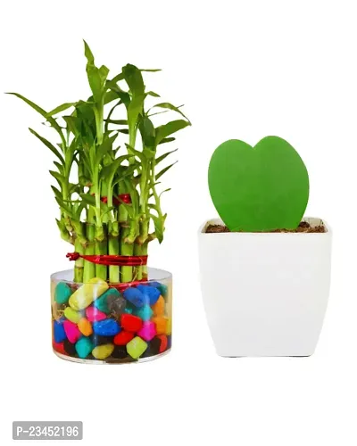 Phulwa 3 Layer Lucky Bamboo Plant in Cylindrical Glass Vase With Multicolor Stones  Hoya Heart Plant in  Pot| Easy Care Indoor | Home  Office Deacute;cor | Plant for Gifting | Pack of 2-thumb0