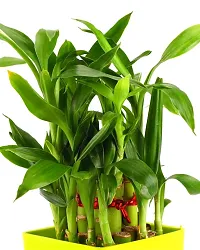 Phulwa Combo set of 2 Plant Rubber Plant and  2 Layer Lucky bamboo Plant  with Yellow Pot-Best Indoor Plant-Air-purified Plant Best Gift for Good Health-thumb1