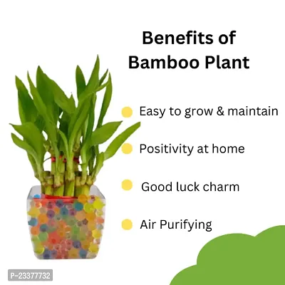 combo Of 2 Plants | Two layer Lucky Bamboo Plant with Lucky Bamboo 6 Stalk Arrangement Plant-thumb5