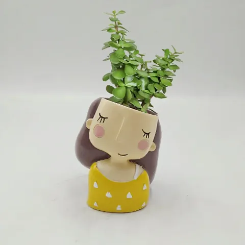 Must Have Plant & Planters 