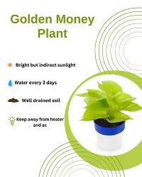 PHULWA Golden Money Plant With Round Pot-thumb2