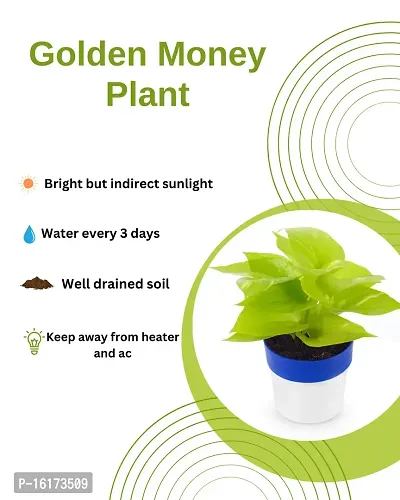 PHULWA Golden Money Plant With Round Pot-thumb3