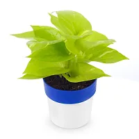 PHULWA Golden Money Plant With Round Pot-thumb3