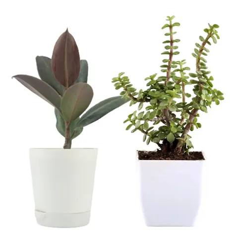 Trendy Plant & Planters 