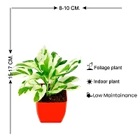 PHULWA Pothos Money Plant With Red Square Pot-thumb1