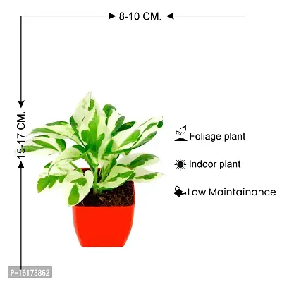 PHULWA Pothos Money Plant With Red Square Pot-thumb2