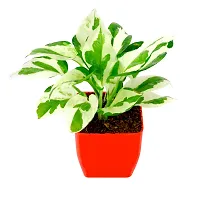 PHULWA Pothos Money Plant With Red Square Pot-thumb4