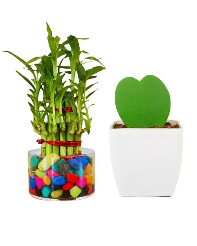 Must Have Plant & Planters 