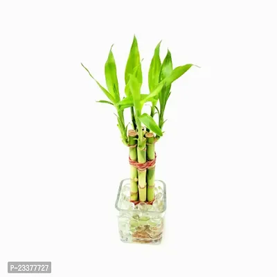 Lucky Bamboo 6 Stalk Arrangement Plant-thumb4