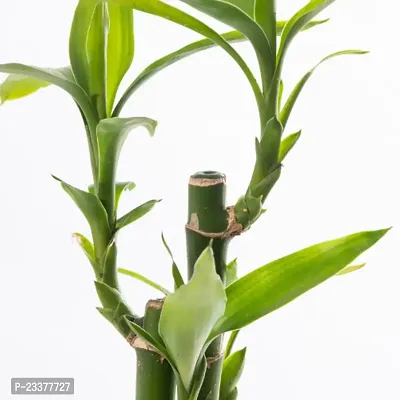 Lucky Bamboo 6 Stalk Arrangement Plant-thumb3