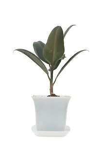 Phulwa combo set of 2 plant rubber plant syngonium Plant | NASA Approved Plant | Air-Purified Plants| Green Gift| Best Plant for Office Desk| Home Decor-thumb1