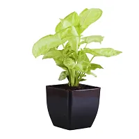 Phulwa combo set of 2 plant rubber plant syngonium Plant | NASA Approved Plant | Air-Purified Plants| Green Gift| Best Plant for Office Desk| Home Decor-thumb2