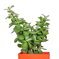 Phulwa Combo set of 3 Plant Golden Money Plant, Jade and Rubber Plant| Great fortune Plant | Office Desktop Plant | Great Gift for Success-thumb1