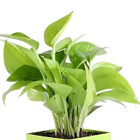 Phulwa Combo set of 3 Plant Golden Money Plant, Jade and Rubber Plant| Great fortune Plant | Office Desktop Plant | Great Gift for Success-thumb4