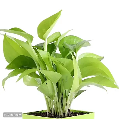 Phulwa Combo set of 3 Plant Golden Money Plant, Jade and Rubber Plant| Great fortune Plant | Office Desktop Plant | Great Gift for Success-thumb5