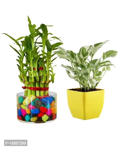 PHULWA Combo of 2 Layer Bamboo Plant and Pothos Money Plant Easy Care indoor Plant | Home  Office D?cor |Airpurifying | Good Luck | Plant for Gifting | Pack of 1 with square shape glass pot and Yellow Square Pot