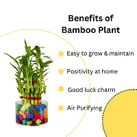 PHULWA Combo of 2 Layer Bamboo Plant and Pothos Money Plant Easy Care indoor Plant | Home  Office D?cor |Airpurifying | Good Luck | Plant for Gifting | Pack of 1 with square shape glass pot and Yellow Square Pot-thumb4