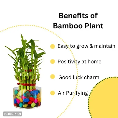 PHULWA Combo of 2 Layer Bamboo Plant and Pothos Money Plant Easy Care indoor Plant | Home  Office D?cor |Airpurifying | Good Luck | Plant for Gifting | Pack of 1 with square shape glass pot and Yellow Square Pot-thumb5