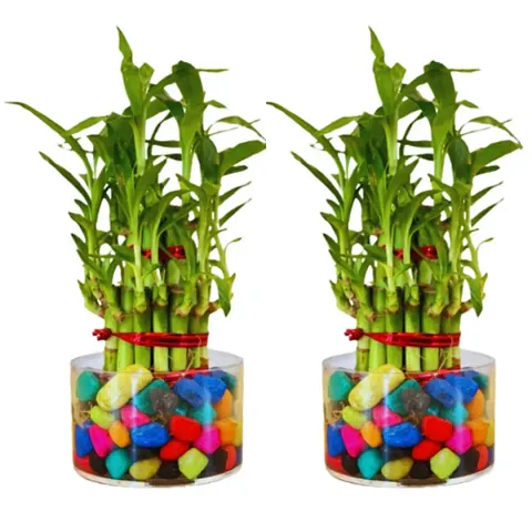 Trendy Plant & Planters 