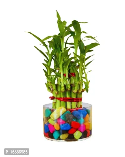 Phulwa 3 Layer Lucky Bamboo Plant in Cylindrical Glass Vase with Multicolor Stones | Easy Care Indoor House Plant | Home  Office D?cor Airpurifying | Good Luck | Plant for Gifting | Pack of 2-thumb5