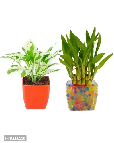 PHULWA Combo of 2 Layer Lucky Bamboo Plant with Square glass pot and Pothos Money Plant With Red Square Plastic Pot Easy Care Indoor Plant | Home  Office D?cor Airpurifying | Good Luck | Plant for Gifting