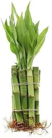 Lucky Bamboo Stick 6 Inch Pack of 10 Stick in Each Bundel