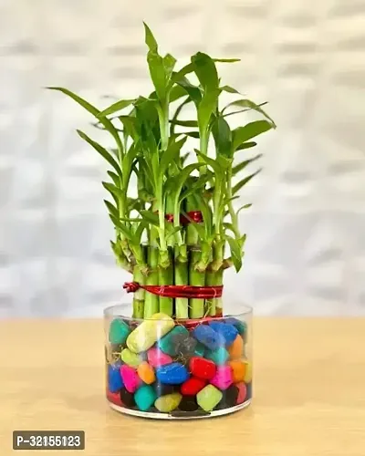 Two Layer Lucky Bamboo Plant with Cylindrical Glass Vase-thumb0