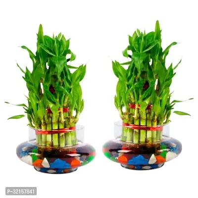 Bamboo Plant in  Glass Vase with Multicolor Stones Pack of 2