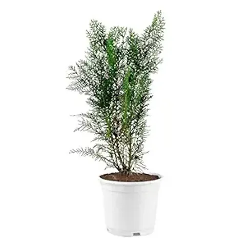 Best Selling Plant & Planters 