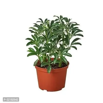 schefflera ever green plants