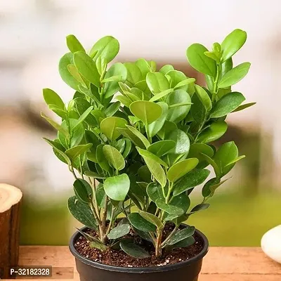 Ficus Compacta Live Plants-thumb0