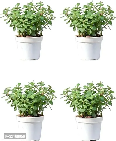 Pack of 4 Good Luck Dhankuber , Kuberakashi Live Plants