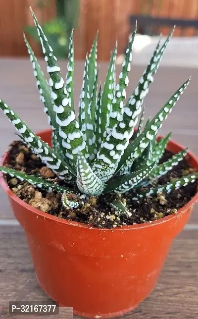 Phulwa zebra horwathia succulent live plants