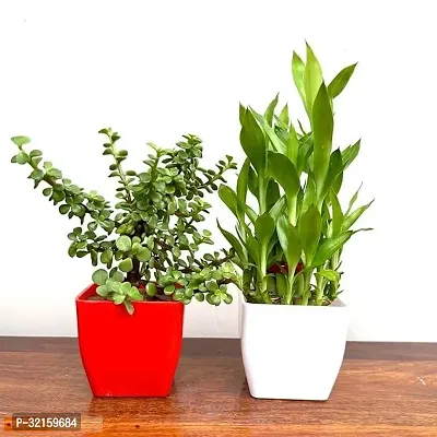 Plants Zade and 2 Layer Lucky Bamboo Pack of 2